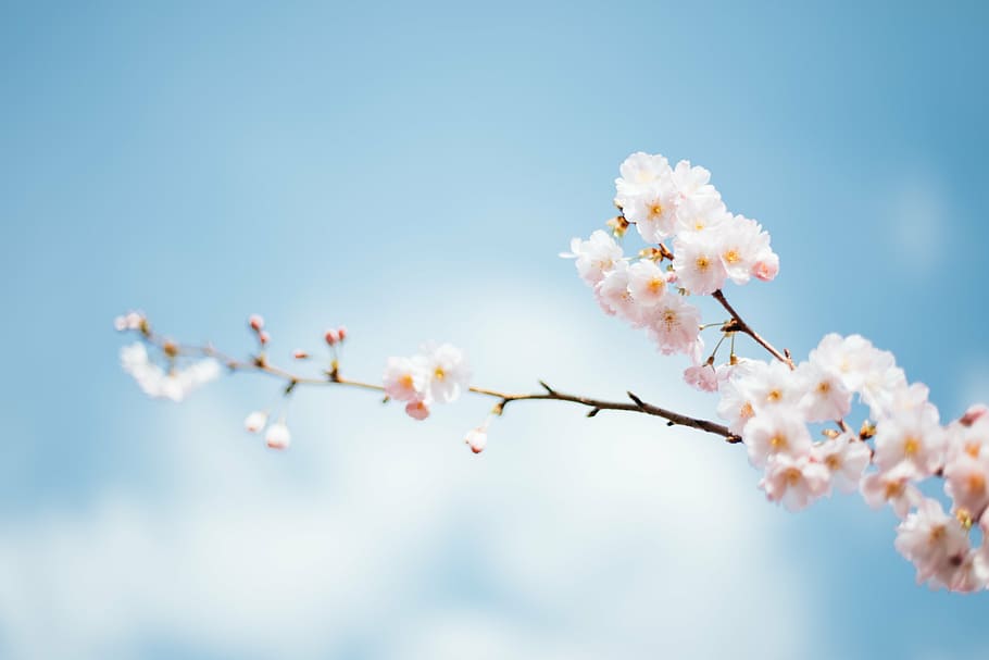 selectivo, fotografía de enfoque, blanco, cereza, flor, durante el día, florecer, pétalos, desenfoque, azul