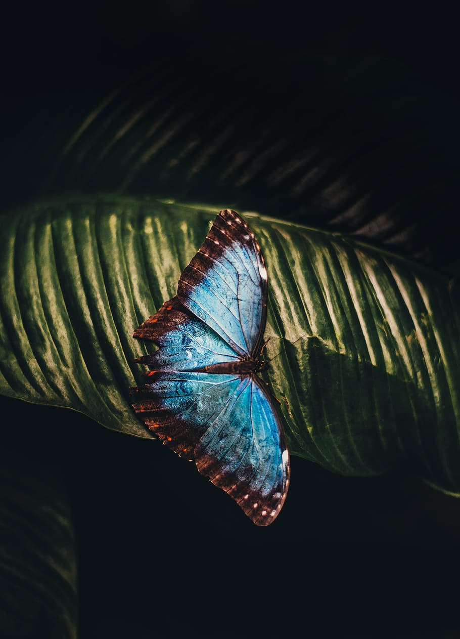 sem título, borboleta, folha, animal, inseto, azul, bonita, natureza, ao ar livre, asas