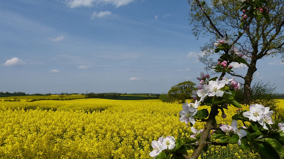 agriculture, nature, field, flower, plant, rape blossom, oilseed rape, flowering plant, beauty in nature, growth