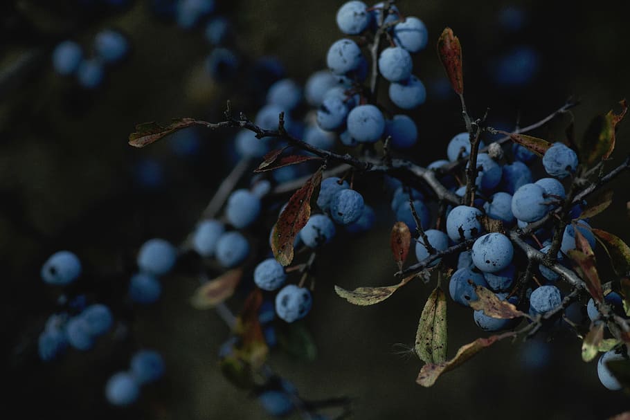 selektif, fotografi fokus, buah blueberry, alam, tanaman, batang, cabang, buah, beri, blueberry
