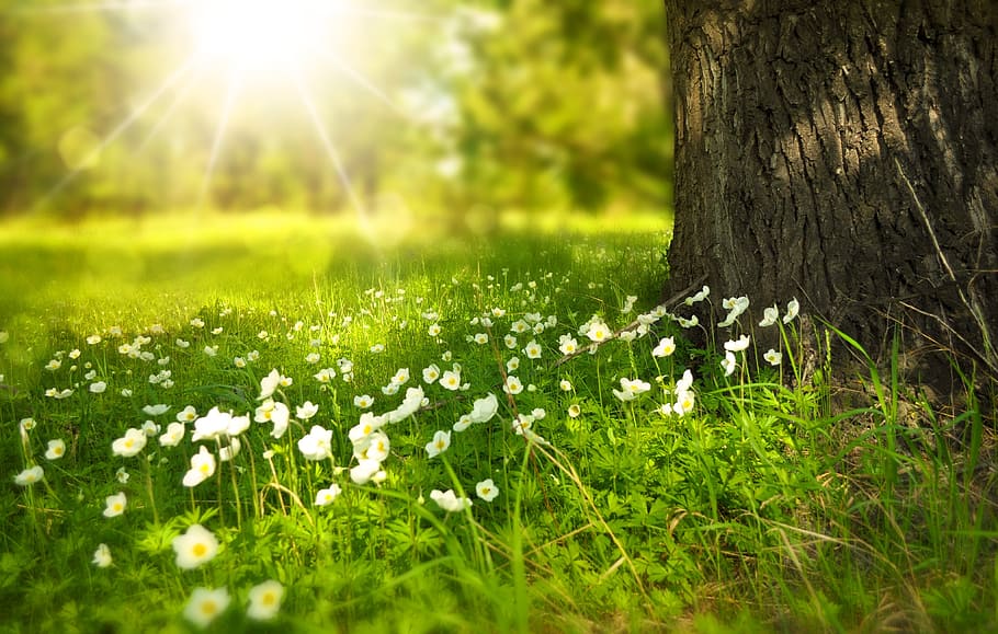 marrón, blanco, floral, textil, flores peladas, hierba, al lado, árbol, sol, primavera