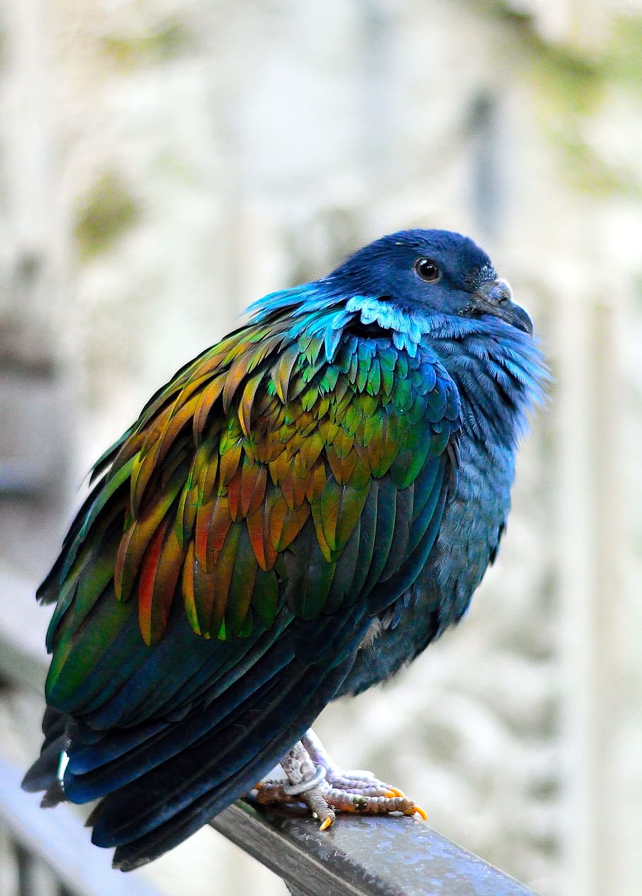 fotografía de primer plano, azul, marrón, pájaro, gris, pasamanos, durante el día, verde, pájaro amarillo, paloma nicobar