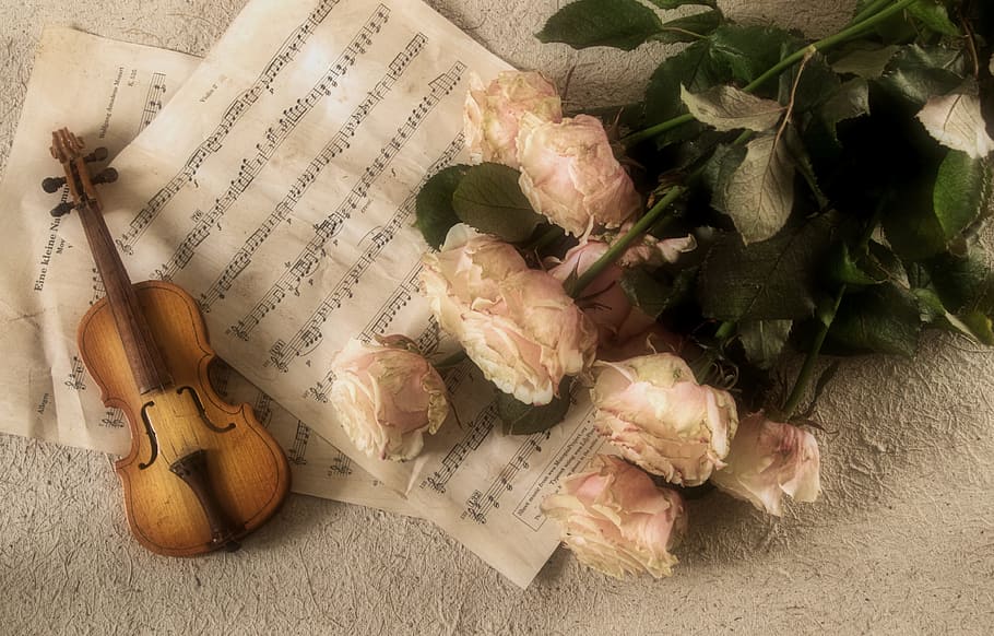 평평한 사진, 베이지 색, 장미, 꽃, 바이올린, 음악, 악기, 권위있는, 망할 음악, 끈