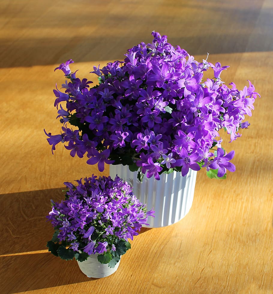 purple, petaled flower bouquet, house plant, flowers, flower, plant, potted plant, mother and baby plant, purple flowers, flowerpots