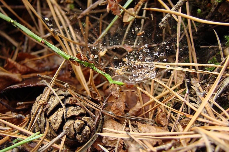 forest litter, drops, spider web, cone, forest, litter, nature, plant, close-up, day