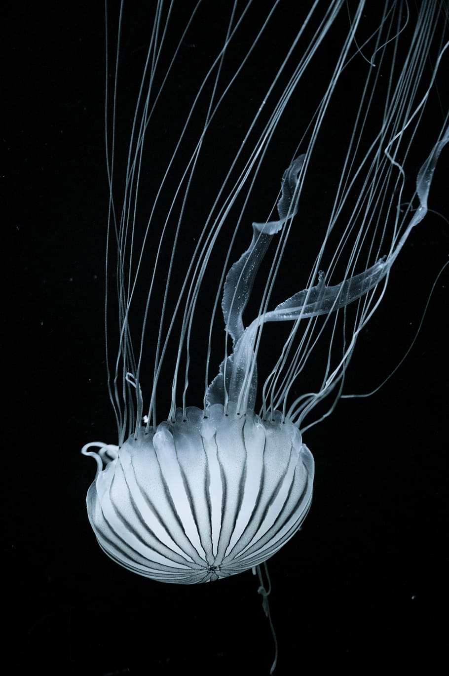 medusa blanca, medusa, tentáculos, ortigas, naturaleza, animal, vida silvestre, zoológico, acuario, filigrana