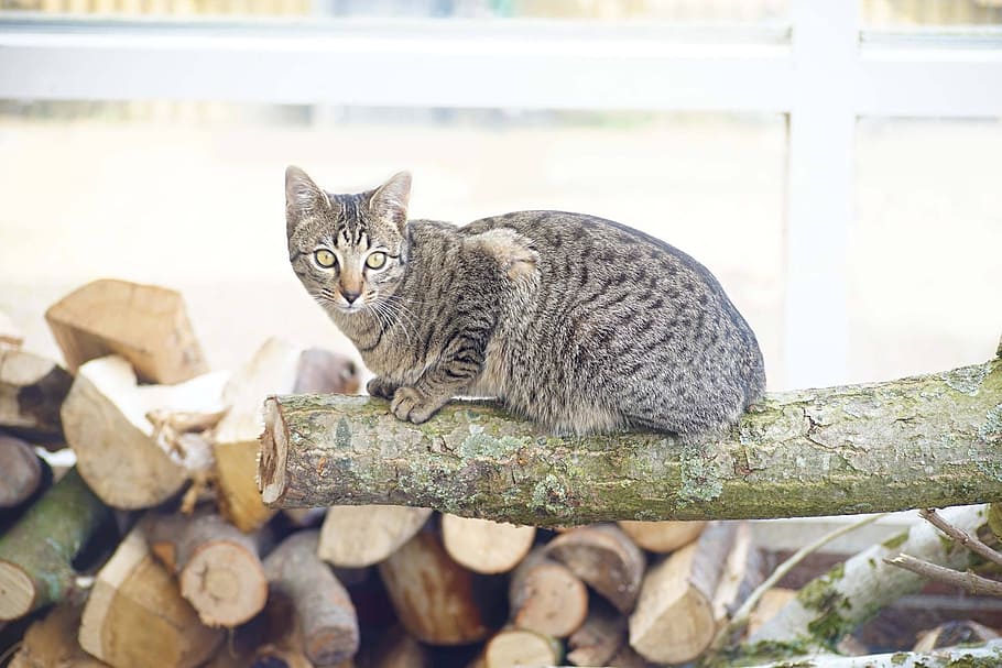 Cat, Cats, Tree Trunk, Wood, domestic cat, pets, one animal, looking at camera, animal themes, portrait