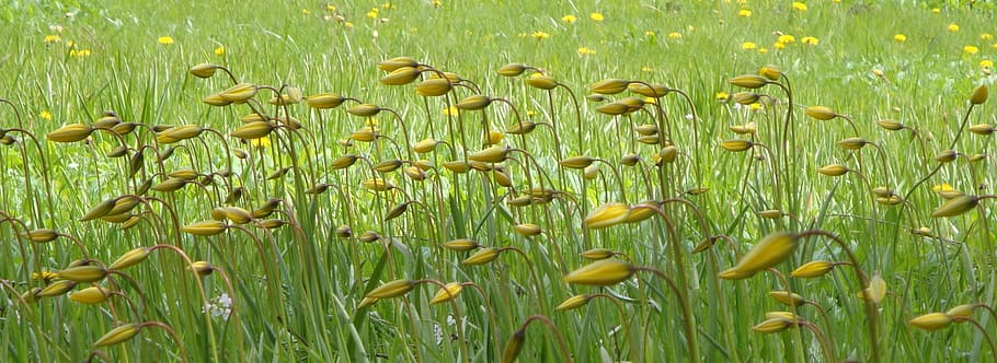 wild tulips, dandelion, buttercup, spring, meadow, yellow, green, flower, plant, tulipa