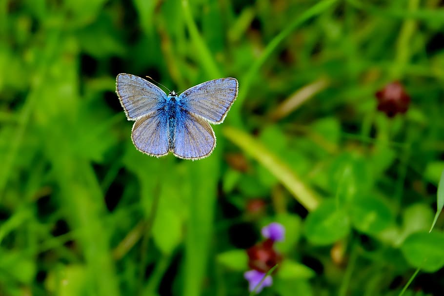 silver-studded butterfly, selective, photography, common blue, nature, summer, grass, leaf, butterfly, insect