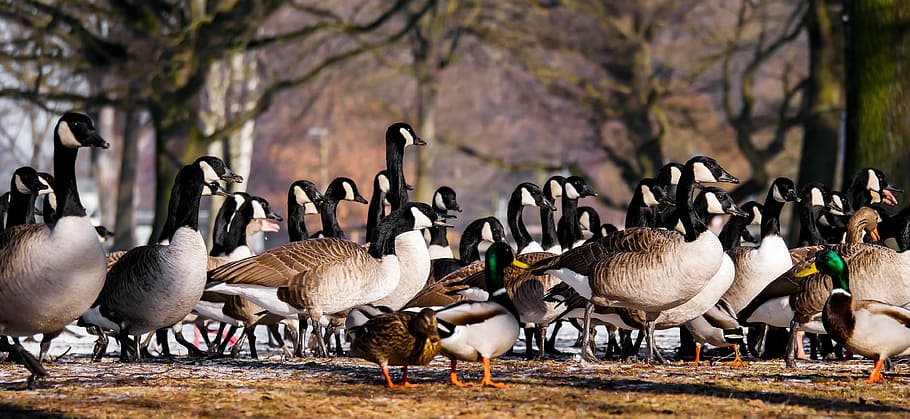 flocks of goose, animal, goose, ducks, meeting, poultry, gander, greylag goose, bill, water bird