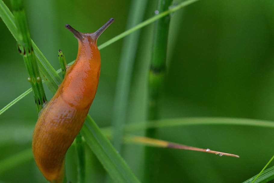 slug, grass, meadow, nature, green, green color, close-up, plant, growth, animal themes