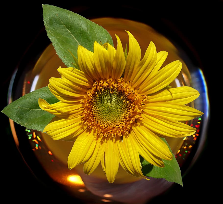flor, amarillo, girasol, bola de cristal, verano, planta, jardín,  naturaleza, planta floreciendo, cabeza de flor | Pxfuel