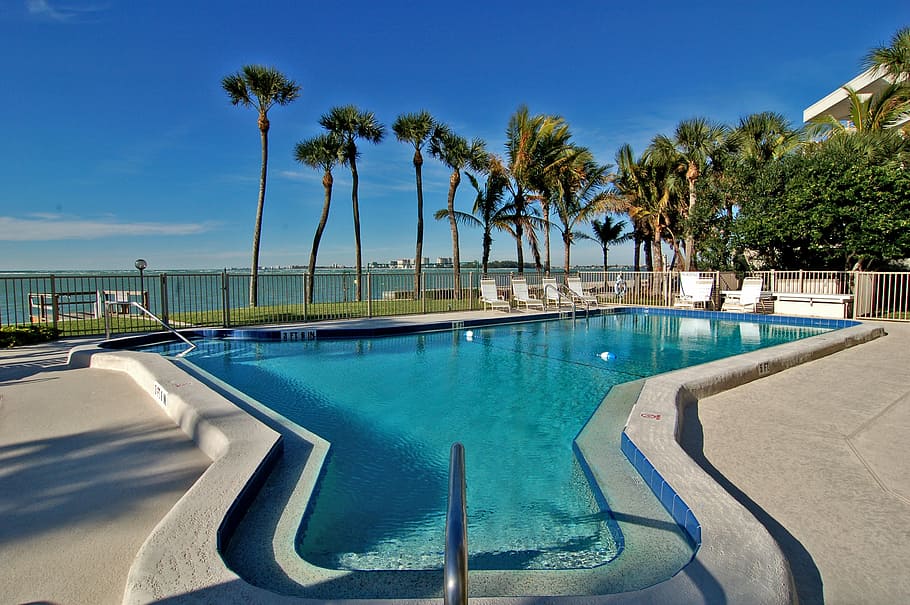 palm trees, swimming, pool, siesta, key, florida, beach, ocean, vacation, tropical