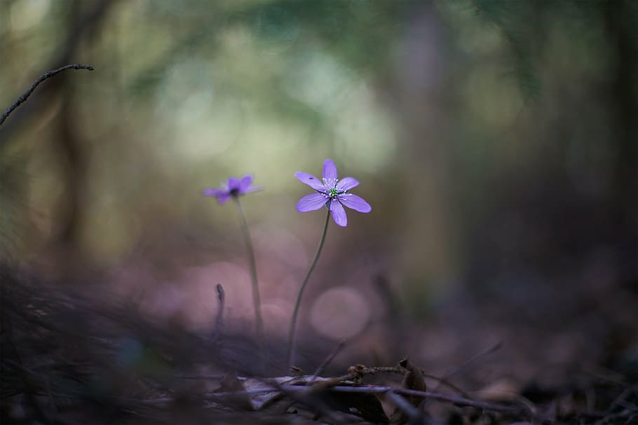 fotografía macro, púrpura, flores, flor, naturaleza, al aire libre, jardín, desenfoque, bokeh, Planta