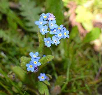 Página 6 | Fotos pequeñas flores azules libres de regalías | Pxfuel