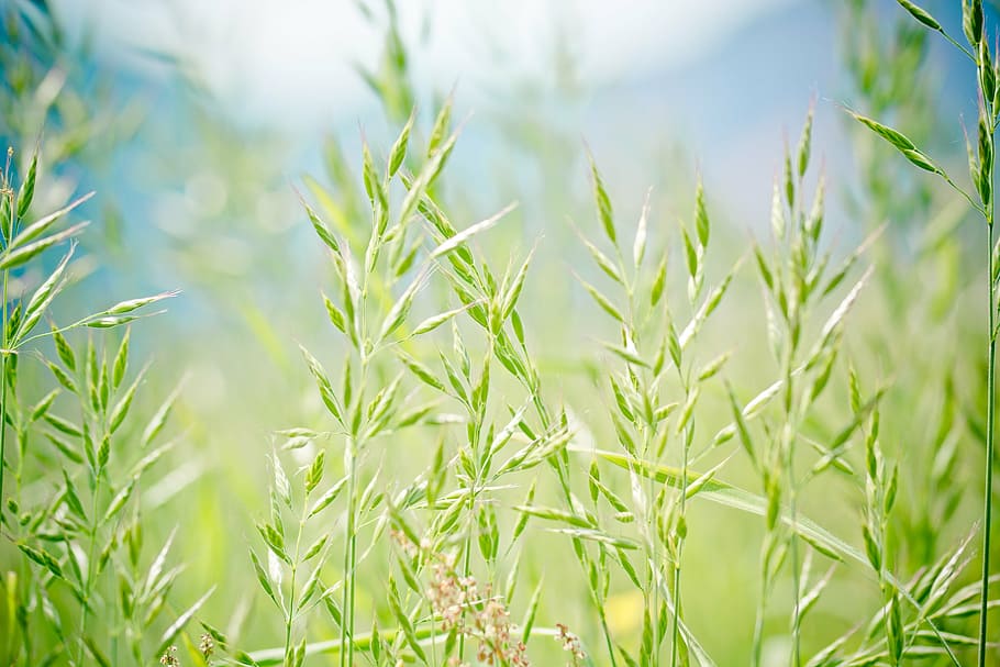 green grass, pointed-fescue, licorice, ear, forage grass, festuca pratensis, grass, meadow, meadow grass, background