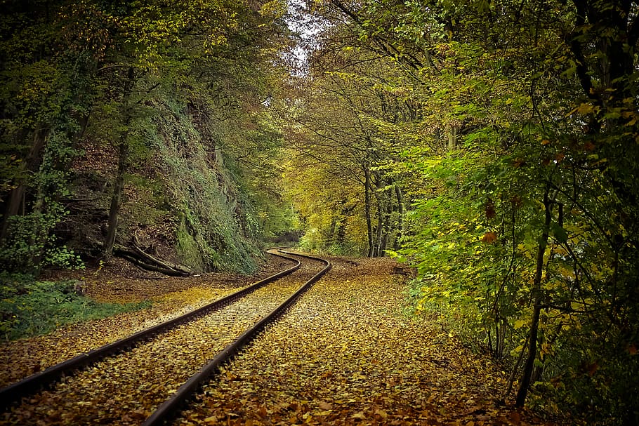 brown, trail rail, forest, autumn, nature, trees, landscape, farbenspiel, leaves, fall foliage
