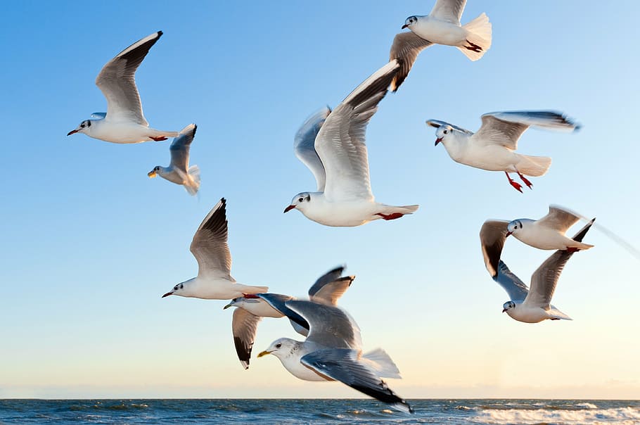 flock, white, seagull, flying, body, water, gulls, bird, fly, coast