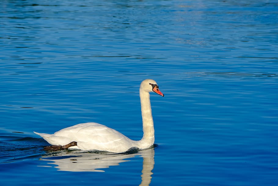 swan, animal, water, blue, schwimmvogel, pride, white, plumage, feather, elegant
