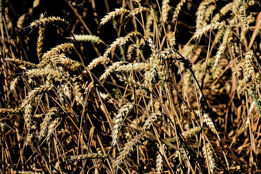 grain, cornfield, field, agriculture, nature, cereals, harvest, country life, plant, close-up
