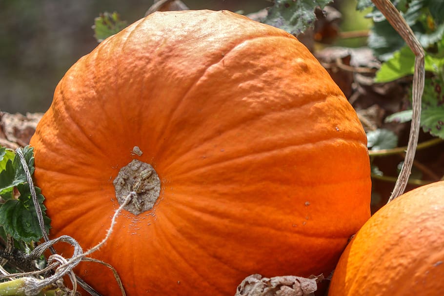 pumpkin, autumn, vegetables, harvest, food, decoration, orange, thanksgiving, choose, halloween