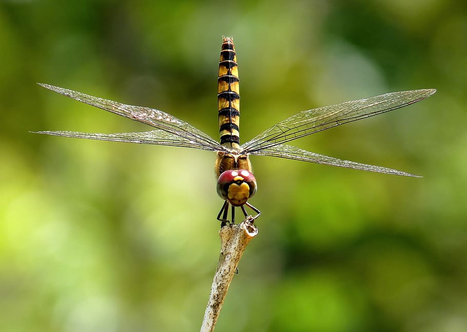 yellow, black, darner dragonfly, greater crimson glider, dragonfly, insect, macro, close-up, beautiful, nature