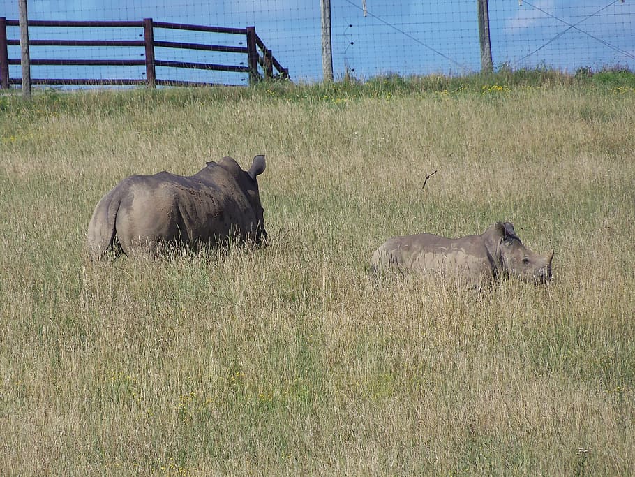 rhino, southern white rhino, the wilds, africa, wildlife, conservation, rhinoceros, safari, baby, mother