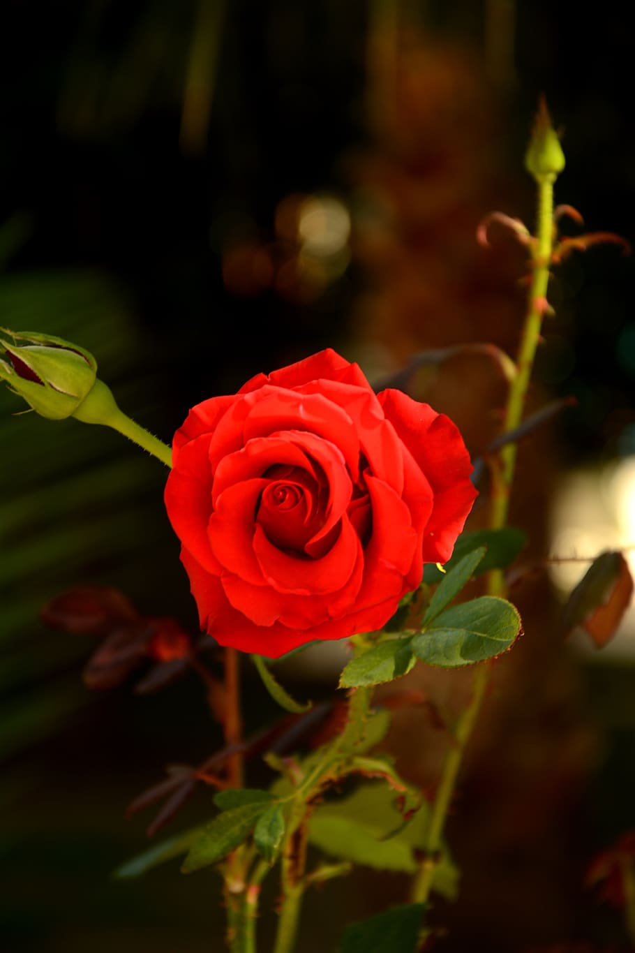 flower, rose, nature, plant, petal, blooming, bud, love, summer, love scam