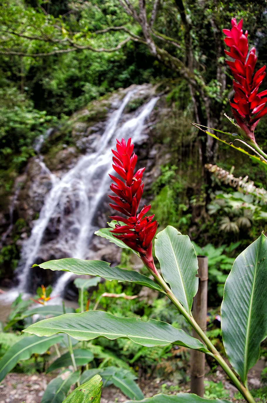 raso, fotografia com foco, vermelho, flor, Colômbia, Minca, Cachoeira, Natureza, flores, planta