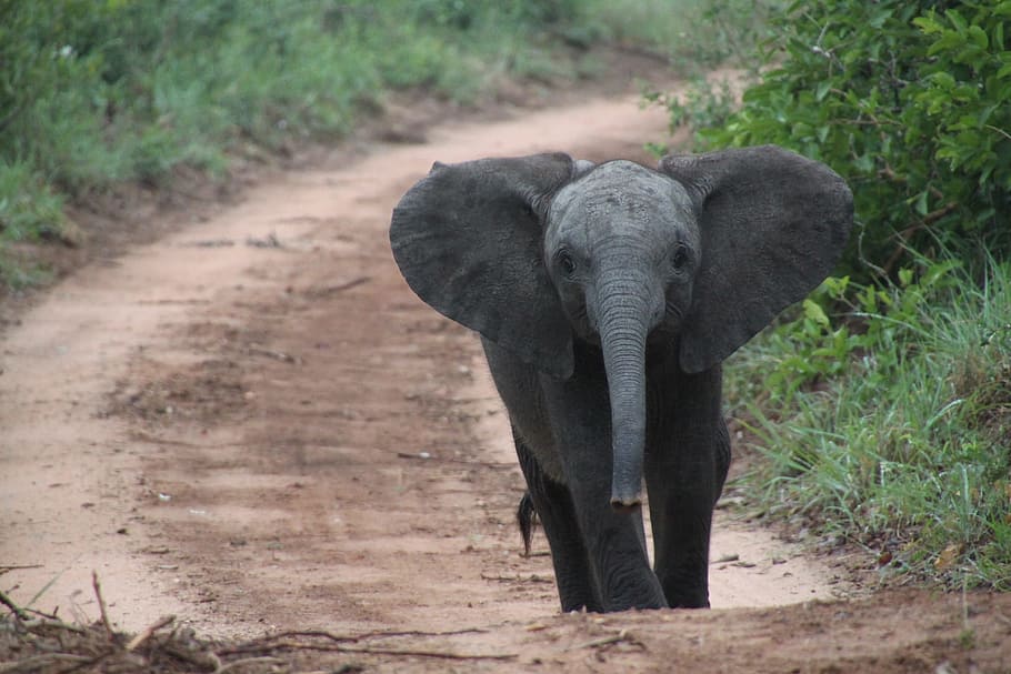 코끼리, 보행, 갈색, 좁은 길, 낮 시간, 남아프리카, 자연, 동물, 야생 생물, 야생