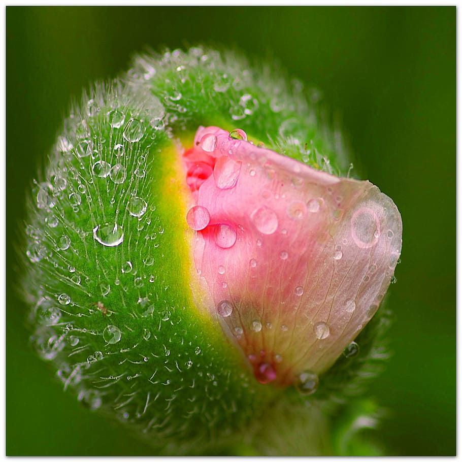 kuncup bunga, embun air, mikroskopis, fotografi, bunga poppy, melompat tunas, titik embun, alam, setetes air, morgentau