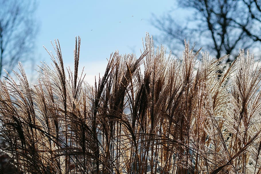 grasses, reed, plant, nature, silvery, garden, soft, close, structure, datailaufnahme