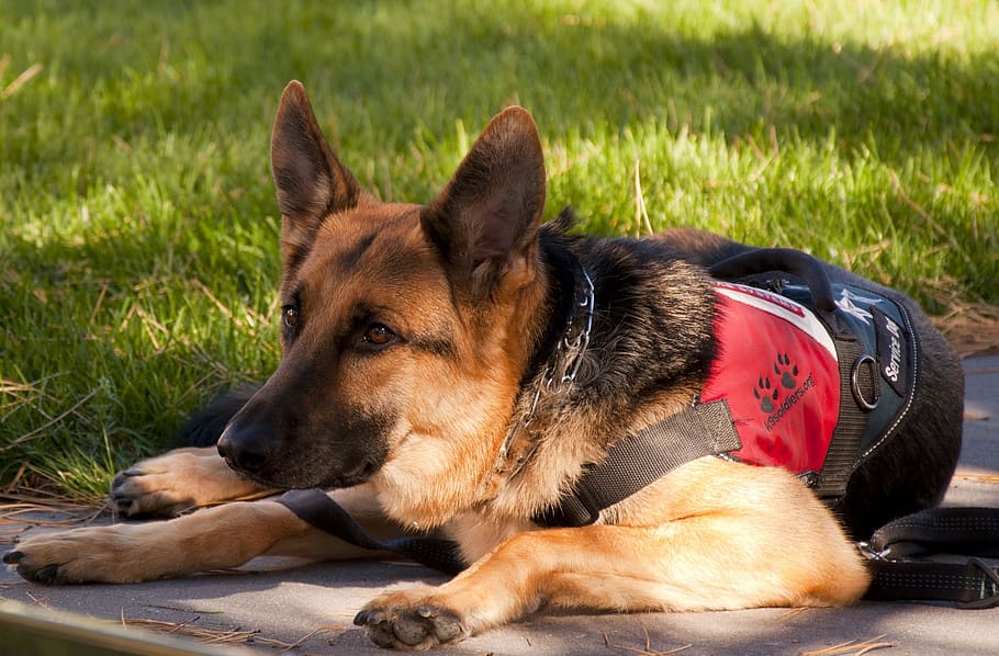 german shepherd, dog, canine, working, service, military, attentive, resting, laying down, looking