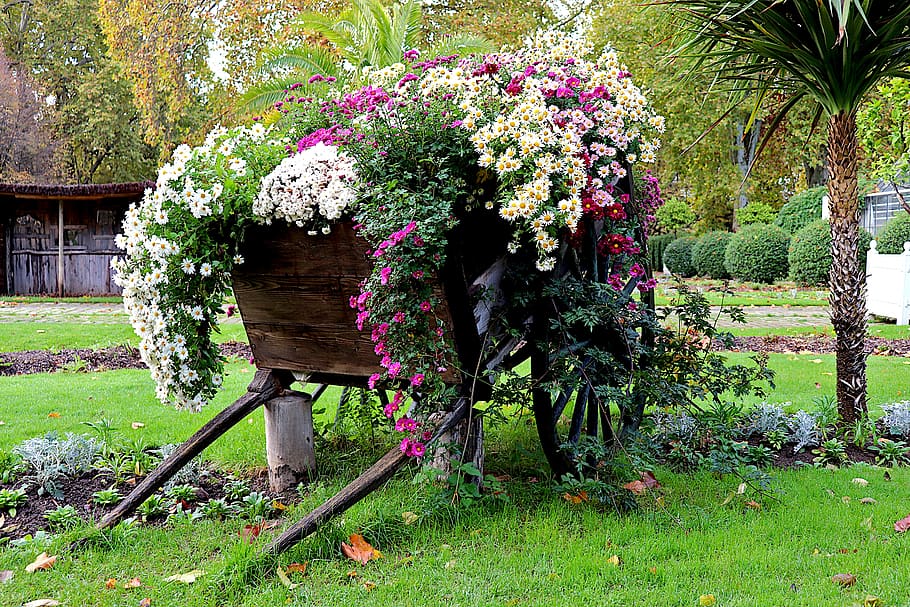 mums, flowers, fall, season, bright, cart, decor, landscape, garden, gardening