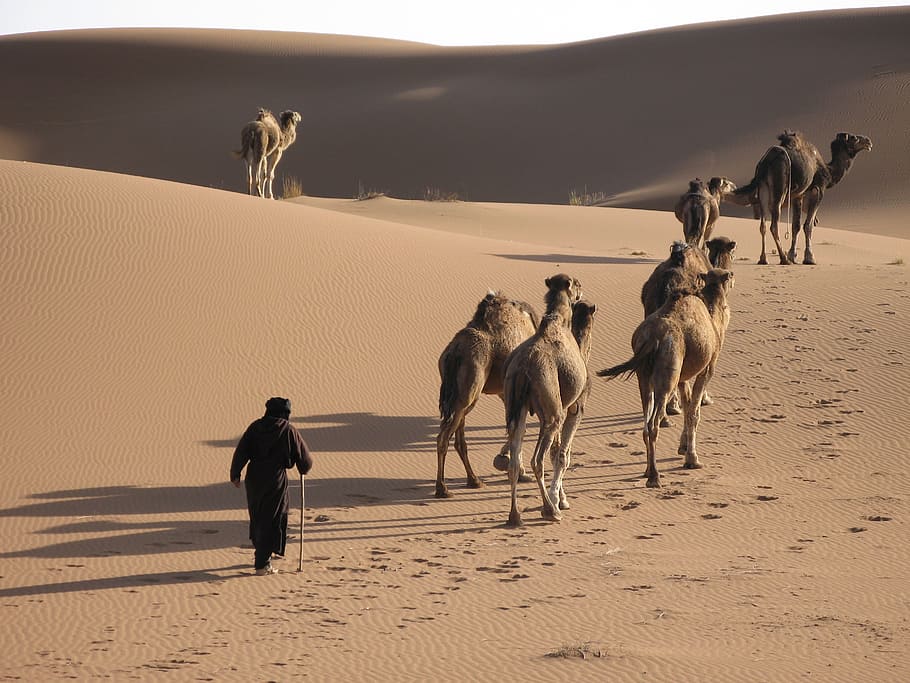 gurun, unta, pasir, karavan, kampanye, berber, trekking, maroko, tanah, bukit pasir