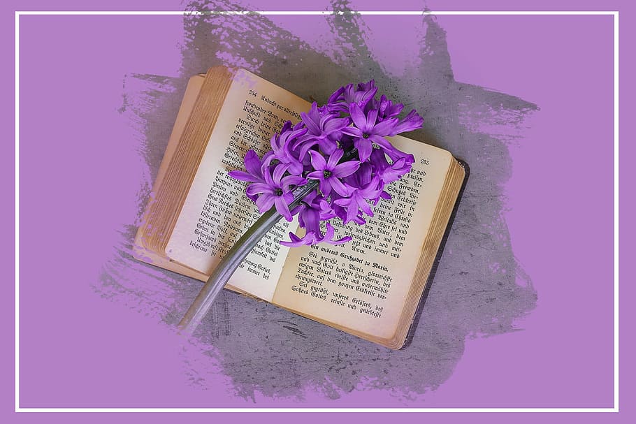 purple, petaled flower, opened, book, hyacinth, flower, flowers, fuchsia, schnittblume, spring flower