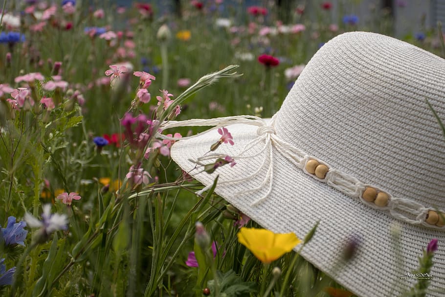 summer, meadow, flowers, hat, white, straw hat, photo design, flower, flowering plant, plant
