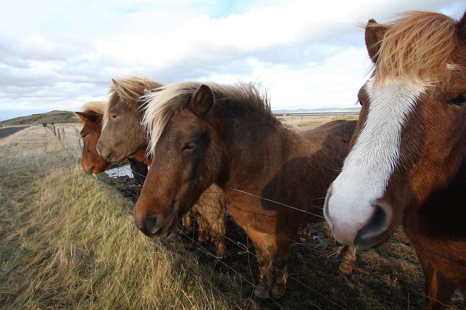 Horses, Iceland, Nature, Animal, icelandic, farm, grass, field, domestic animals, horse