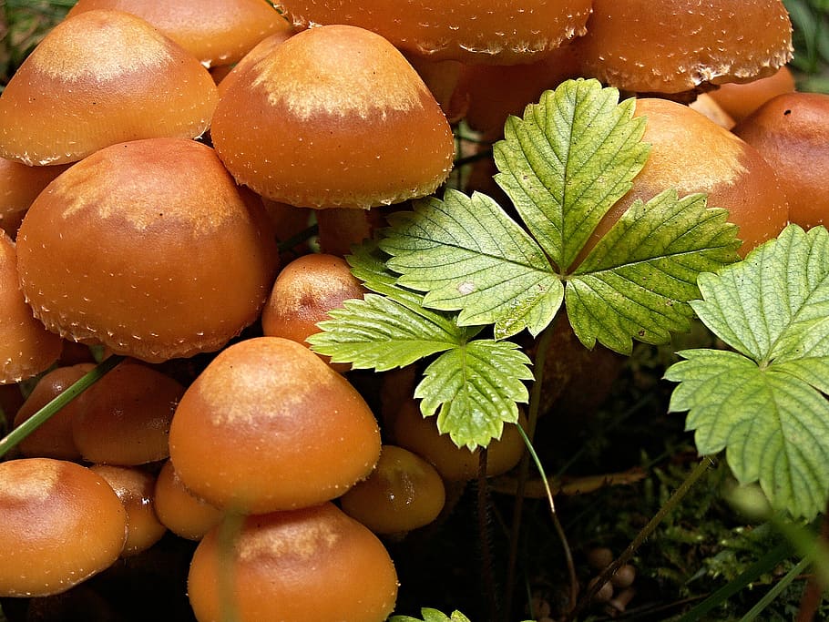 mushrooms, macro, jahodiní, penízovka velvet, food and drink, food, freshness, leaf, plant part, healthy eating