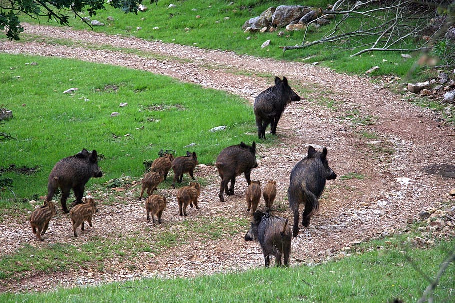 boars, field, piglets, animal themes, group of animals, animal, mammal, animal wildlife, young animal, animals in the wild