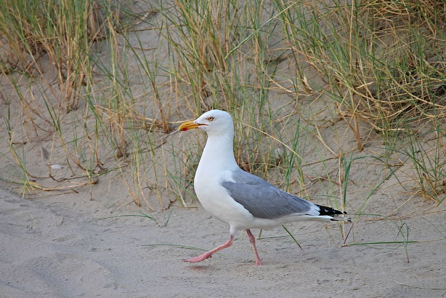 white, gray, bird, sand, herring gull, beach, seevogel, larus argentatus, dune, grass
