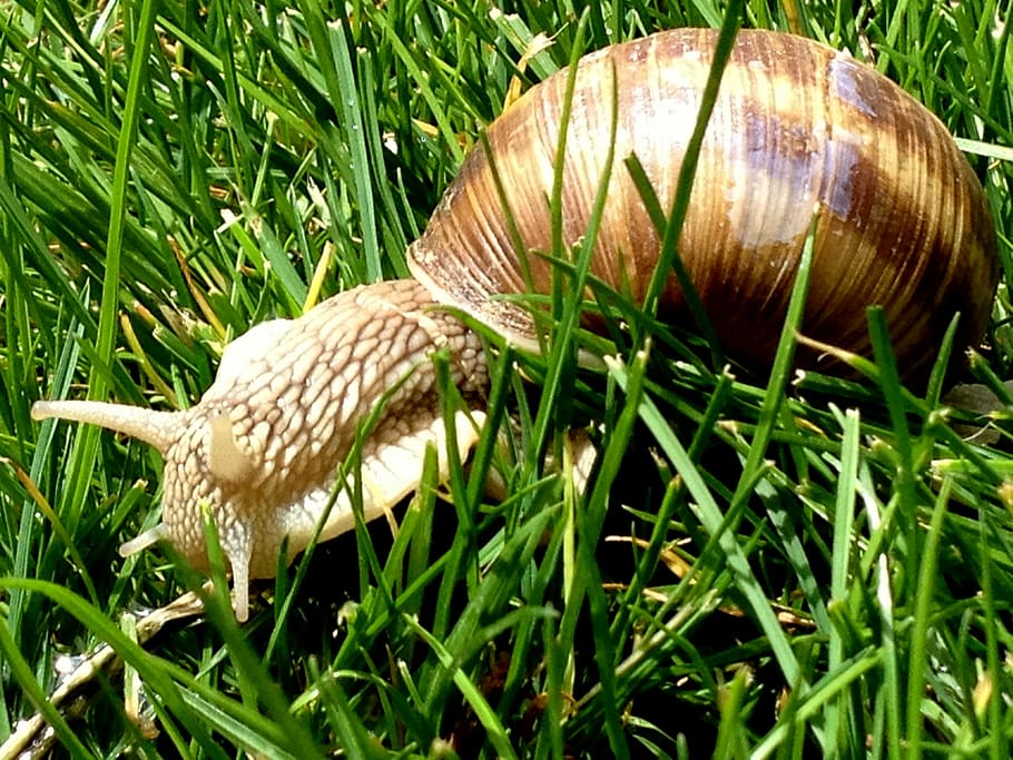 Snail, Animals, Slime, Grass, Shell, nature, close-up, gastropod, one animal, plant