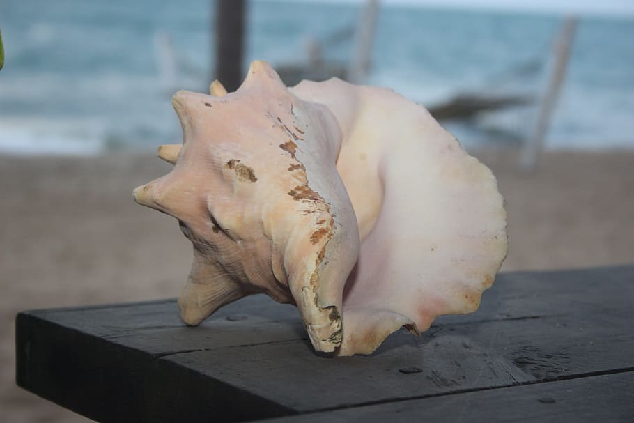 conch shell, beach, seashell, close-up, focus on foreground, animal skull, still life, bone, animal body part, day