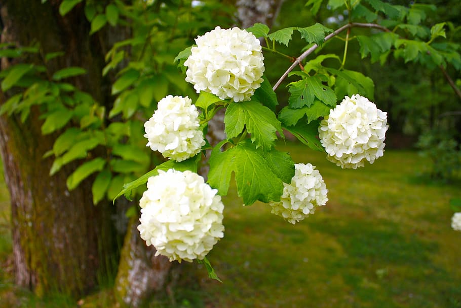 snowball tree, plant, shrub, flowers, ornamental shrubs, large flowers, white flowers, garden shrub, plants, flower