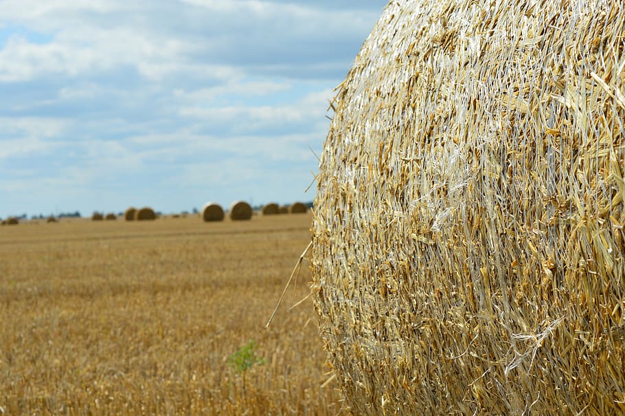 wheat, field, agriculture, harvesting, straw, bale, a pile, yellow, farm, stack