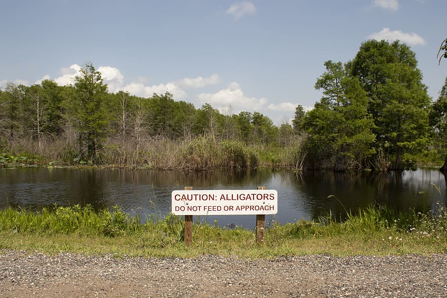 wetland, alligator, do not feed, nature, wildlife, danger sign, wild, park, pond, swamp