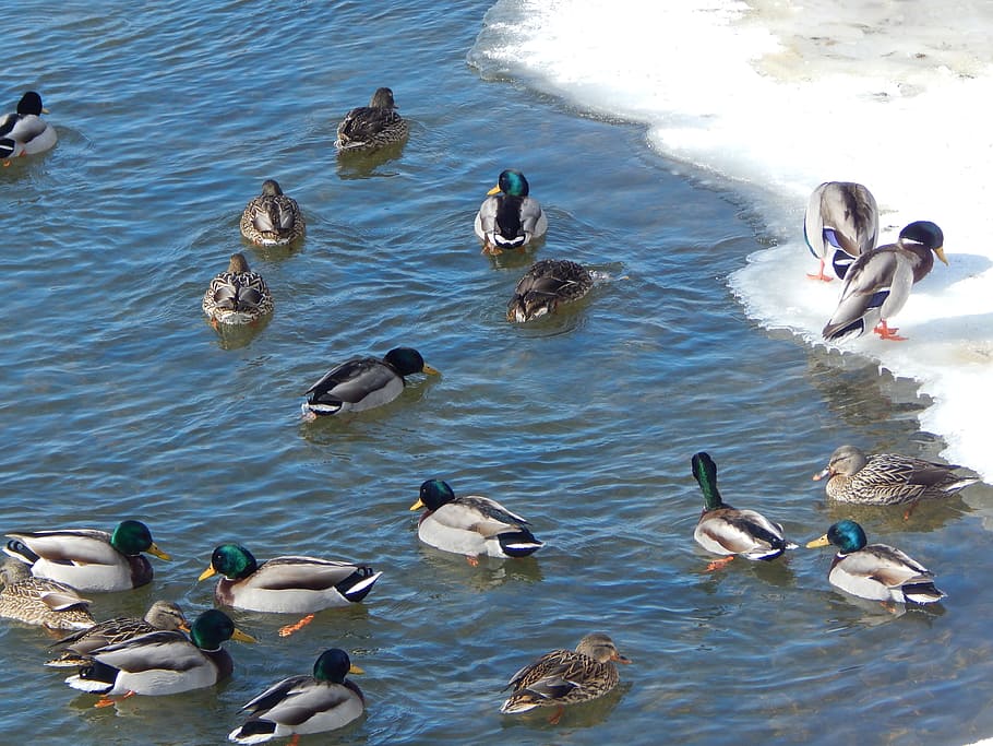 Water, Duck, Mallard, Animal, Ducks, water duck, wildlife photography, feather, fowl, male