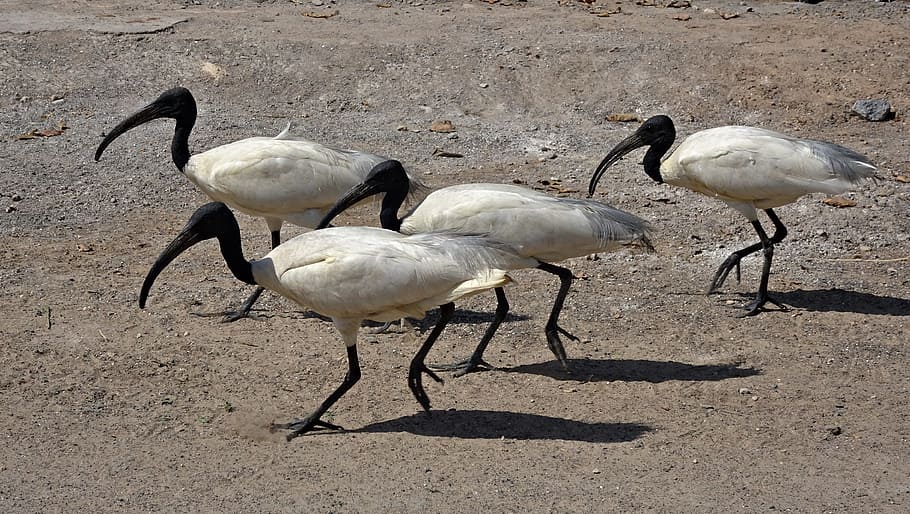 four, long-beaked, black-and-white, birds, Bird, Black-Headed Ibis, ibis, oriental white ibis, threskiornis melanocephalus, wader