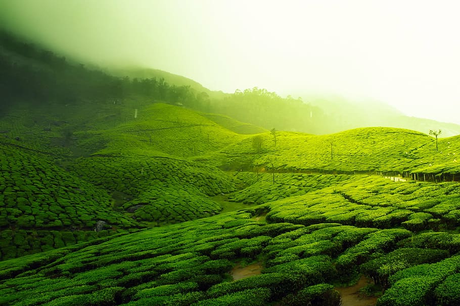 緑の芝生フィールド, 茶畑, 風景, 風光明媚な緑, 農業, インド, 作物, フィールド, 山, 霧