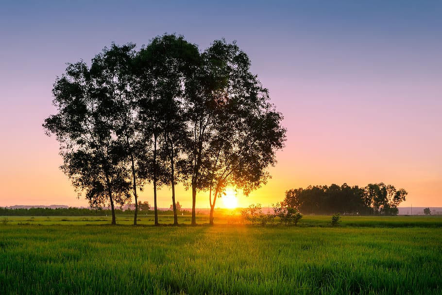 village, rural, countryside, agriculture, asia, field, rice paddy, farm, peace, sunrise